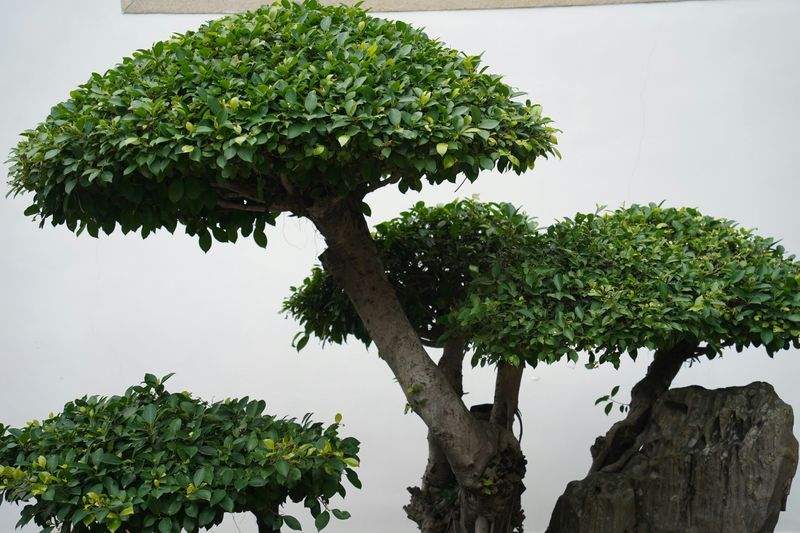 Jardins Harmonie Nature 10